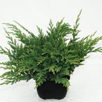 Plantenwinkel.nl Kruipende jeneverbes (Juniperus horizontalis "Prince of Wales") conifeer