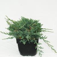 Plantenwinkel.nl Kruipende jeneverbes (Juniperus horizontalis "Wiltonii") conifeer
