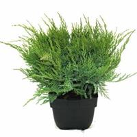 Plantenwinkel.nl Jeneverbes (Juniperus media "Mint Julep") conifeer