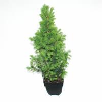 Plantenwinkel.nl Spar (Picea glauca "Conica") conifeer