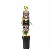 Plantenwinkel.nl Roze bosrank (Clematis montana "Broughton Star") klimplant