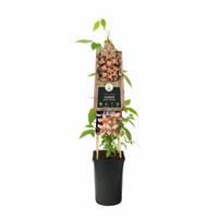 Plantenwinkel.nl Roze bosrank (Clematis montana "Marjorie") klimplant