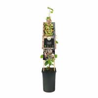 Plantenwinkel.nl Tuinkamperfoelie (Lonicera caprifolium) klimplant