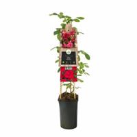 Plantenwinkel.nl Klimroos (Rosa "Heidelberg") klimplant