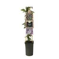 Plantenwinkel.nl Paarse passiebloem (Passiflora "Amethyst") klimplant