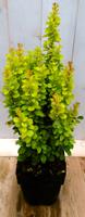 Berberis groengeel 40 cm Warentuin
