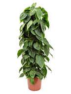 Philodendron Scandens 110 cm
