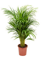 Areca Palm lutescens S kamerplant