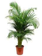 Areca Palm 140 cm (Goudpalm)