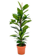 Ficus cyathistipula S kamerplant