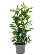 Ficus cyathistipula M kamerplant