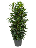 Ficus cyathistipula L kamerplant