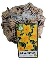 Narcissus grootkronig Geel1 m2