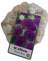 Allium Purple Rain1 m2
