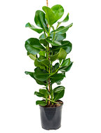 Clusia Rosea 90 cm (Varkensboom)
