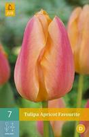 Tulipa Apricot FavouriteTriumph tulp