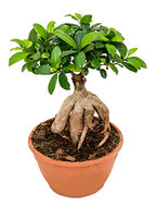 Ficus microcarpa ginseng Bonsai du Bonzwaze kamerplant