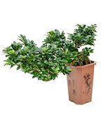 Ficus Microcarpa Compacta Cascada 75 cm (Bonsai boom)