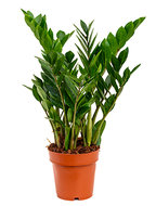 Zamioculcas Zamiifolia 65 cm. (Emerald Palm)