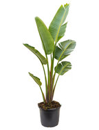 Strelitzia nicolai XL hydrocultuur plant