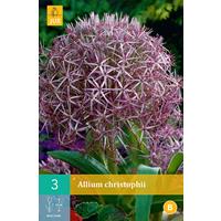 Allium christophii 3 bollen