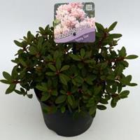 Plantenwinkel.nl Dwerg rododendron (Rhododendron "Ginny Gee") heester