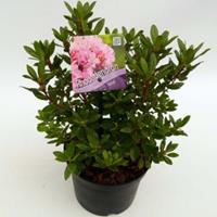 Plantenwinkel.nl Dwerg rododendron (Rhododendron "Pintail") heester