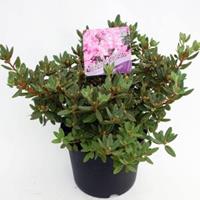 Plantenwinkel.nl Dwerg rododendron (Rhododendron "Ramapo") heester - 20-25 cm - 1 stuks