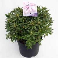 Plantenwinkel.nl Dwerg rododendron (Rhododendron "Snipe") heester - 20-25 cm - 1 stuks