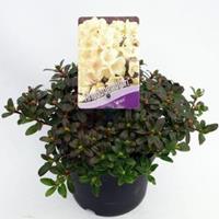 Plantenwinkel.nl Dwerg rododendron (Rhododendron "Wren") heester - 20-25 cm - 1 stuks