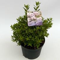 Plantenwinkel.nl Dwerg rododendron (Rhododendron Impeditum "Album") heester