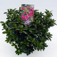 Plantenwinkel.nl Rododendron (Rhododendron Japonica "Violetta") heester
