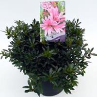 Plantenwinkel.nl Rododendron (Rhododendron Satsuki "Korin") heester