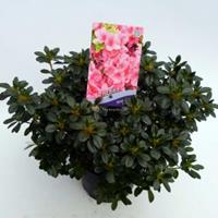 Plantenwinkel.nl Rododendron (Rhododendron Japonica "Anne Frank") heester - 30-35 cm - 1 stuks