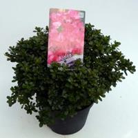 Plantenwinkel.nl Rododendron (Rhododendron Japonica "Anouk") heester - 30-35 cm - 1 stuks