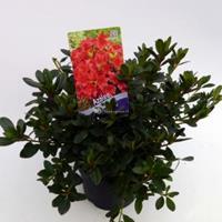 Plantenwinkel.nl Rododendron (Rhododendron Japonica "Arabesk") heester - 30-35 cm - 1 stuks
