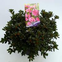 Plantenwinkel.nl Rododendron (Rhododendron Japonica "Geisha Pink") heester - 30-35 cm - 1 stuks