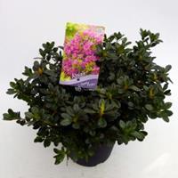 Plantenwinkel.nl Rododendron (Rhododendron Japonica "Geisha Purple") heester - 30-35 cm - 1 stuks