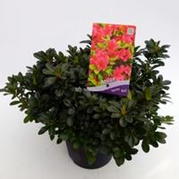 Plantenwinkel.nl Rododendron (Rhododendron Japonica "Geisha Red") heester - 30-35 cm - 1 stuks