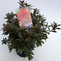 Plantenwinkel.nl Rododendron (Rhododendron Japonica "Hotshot Variegata") heester - 30-35 cm - 1 stuks