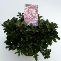 Plantenwinkel.nl Rododendron (Rhododendron Japonica "Izum-No-Mai") heester - 30-35 cm - 1 stuks
