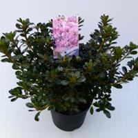 Plantenwinkel.nl Rododendron (Rhododendron Japonica "Kermesina Rose") heester - 30-35 cm - 1 stuks