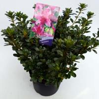 Plantenwinkel.nl Rododendron (Rhododendron Japonica "Kermesina") heester - 30-35 cm - 1 stuks