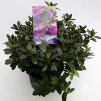 Plantenwinkel.nl Rododendron (Rhododendron Japonica "Konigstein") heester - 30-35 cm - 1 stuks
