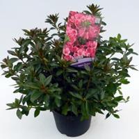 Plantenwinkel.nl Rododendron (Rhododendron Japonica "Madame van Hecke") heester
