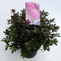 Plantenwinkel.nl Rododendron (Rhododendron Japonica "Purpurtraum") heester - 30-35 cm - 1 stuks