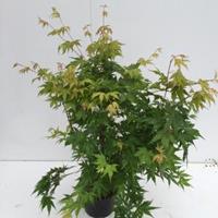 Japanse esdoorn (Acer Palmatum) - 40-60 cm - 1 stuks