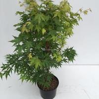 Japanse esdoorn (Acer Palmatum) - 60-70 cm - 1 stuks