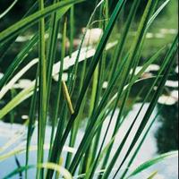 Moeringswaterplanten Kalmoes (Acorus calamus) moerasplant - 6 stuks