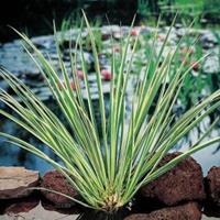 Moeringswaterplanten Dwergkalmoes (Acorus gramineus) moerasplant - 6 stuks